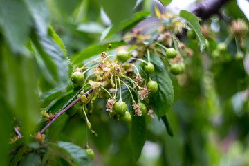 Branch of an unripe cherry
