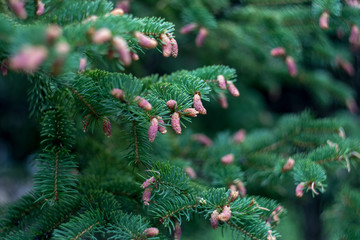 Young cones on a spruce tree after a rain
