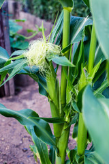 Obraz premium Young corn in the home garden