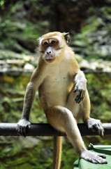 Monkey sitting on metal bar at Batu Caves, a tourist spot in Kuala Lumpur Malaysia