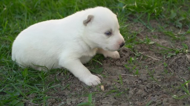 little husky puppy