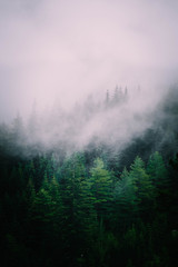 Beautiful foggy mystic mountains. Fog clouds at the pine tree mystical woods, morning. Europe, mysterious alpine landscape.