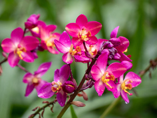 pink orchid bunch