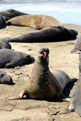 Colony of Elephant Seals at the Pacific Ocean – USA 