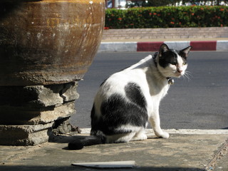 The Handsome Thai Black White Cat in the local village.
