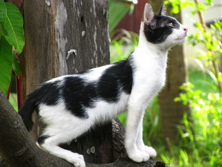 Naklejka na ściany i meble The Handsome Thai Black White Cat in the local village.