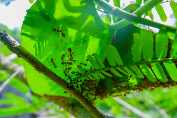 Red ants make nests with leaves