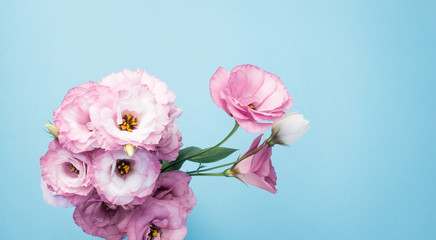 bunch of pink eustoma flowers isolated on blue background. Selective focus