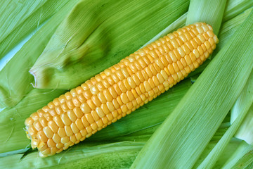 Ears of corn lying on the background of corn leaves