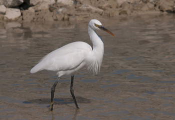 Western reef heron red sea Egypt