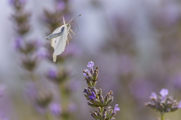 In volo sulla lavanda