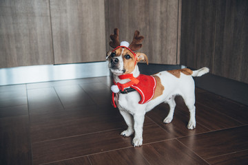 Puppy Jack Russell Terrier