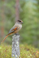 Siberian jay (Perisoreus infaustus) perching on a tree stump