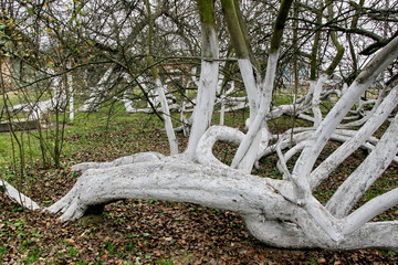 Marvelous ancient 200 years old apple orchard-colony of 15 intricately curved trees in Krolevetz,...