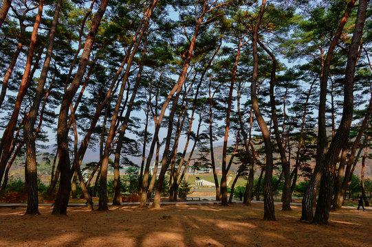Tall trees make shadows to hide from sunlight.