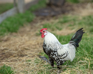 Rooster  at a petting zoo
