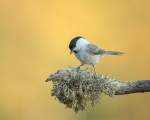 Willow tit (Poecile montanus) on a branch