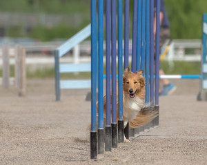 Shetland Sheepdog doing slalom on dog agility course