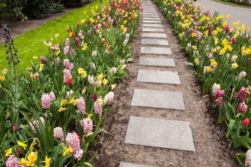  Colorful flowers in the Keukenhof Garden in Lisse, Holland, Netherlands.