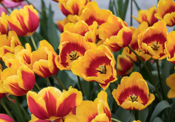 colorful botanical tulips flowers blooming in a garden