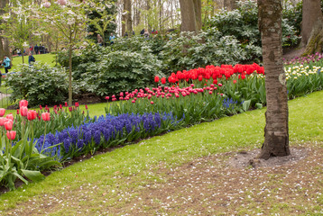  Colorful flowers in the Keukenhof Garden in Lisse, Holland, Netherlands.