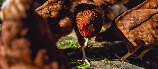 Chickens on poultry farm © kerkezz