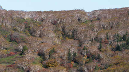 White trees forest on the Zao mountain area, Tohoku, Japan.