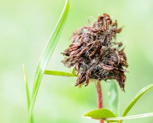 Mikrokosmos Verfall Zersetzung