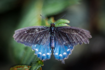 Obraz premium butterfly on plant