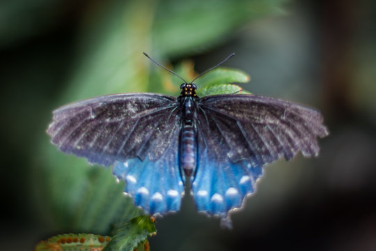 butterfly on plant