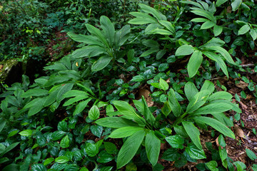 plant growing in botanical garden, tropical forest plants