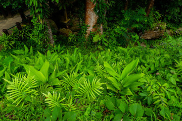 Fern bushes in a forest covered with moss