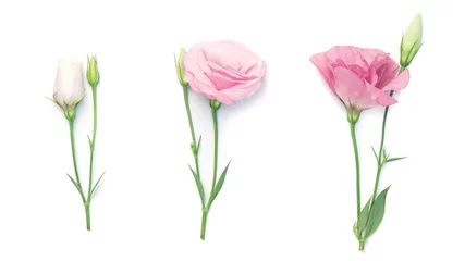 Poster de jardin Fleurs beauty pink eustoma flower isolated on white background