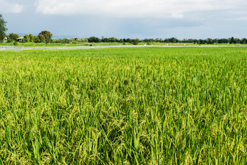 Rice field in Thailand. 