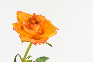 Orange rose with water drops, white background and copy space