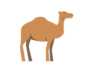Camel, ship of desert. Flat vector illustration. Isolated on white background
