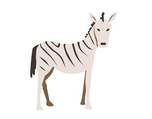 Fototapeta na wymiar Zebra. Flat vector illustration. Isolated on white background