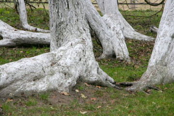 Marvelous ancient 200 years old apple orchard-colony of 15 intricately curved trees in Krolevetz,...