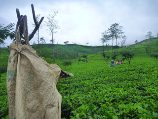 Tamilki zbierające liście herbaty na Cejlonie