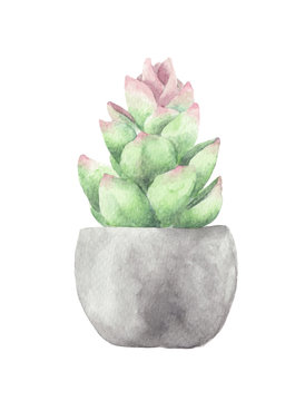 Succulents, Green bouquet, Potted cactus. Watercolor painting isolated on white background. Botanical painting
