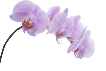 Fototapeta na wymiar Branch of a purple orchid