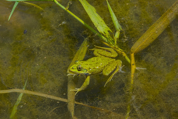 Wasserfrosch im Teich