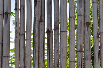 Dry weathered bamboo lacquered background fence