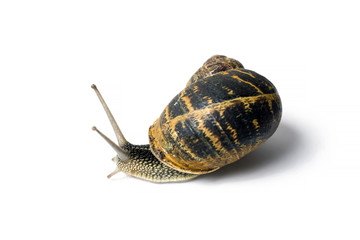 snail isolated on white background