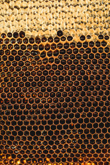 Background hexagon texture, wax honeycomb from a bee hive filled with golden honey. Honeycomb macro yellow sweet honeys from beehive. Honey nectar of bees honeycombs