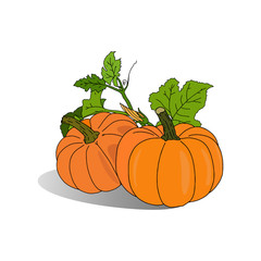 Hand sketched autumn orange pumpkins with flower on white background. Ripe herbaceous plant, organic food. Design template for farm market banners and thanksgiving day, halloween backgrounds. Vector.