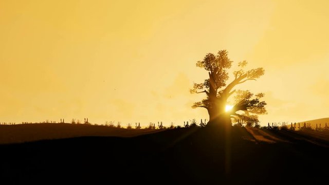 African Baobab and Birds flying against beautiful morning Sun, 4K