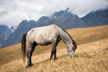 Obraz premium Horse on the pasture in the mountains of Svaneti, Georgia