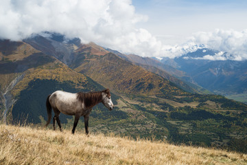 Fototapeta premium Horse on the pasture in the mountains of Svaneti, Georgia
