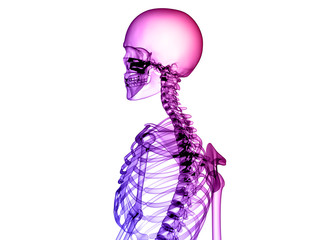 X RAY SKELETON 3D RENDER